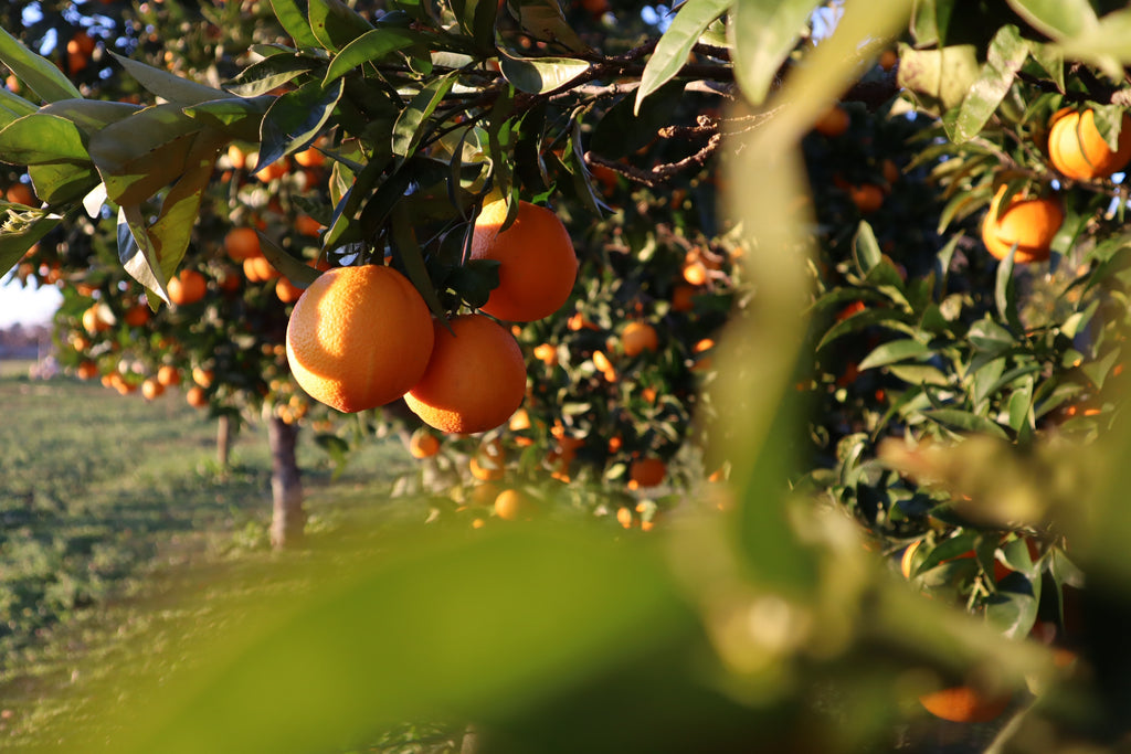 Cruce Family Farms is a small citrus grove located in the Sweet Valley Citrus growing region. Our trees are planted in the nutrient dense soils that keep our trees healthy and make our fruit sweet. At Cruce Family Farms, we farm by the tree, not by the ac